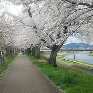 昼夜で違う彩りを魅せる足羽川桜並木。昼は自然の色、夜はライトアップ姿で、福井の街並みと共に御覧頂けます。開花時期ならではの、お食事前後の散策（徒歩3分圏内）もお勧めです。※当店からは御覧になれません。