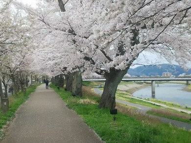 周辺の散策で日本桜の名所100選の足羽川の桜並木を御覧頂けます