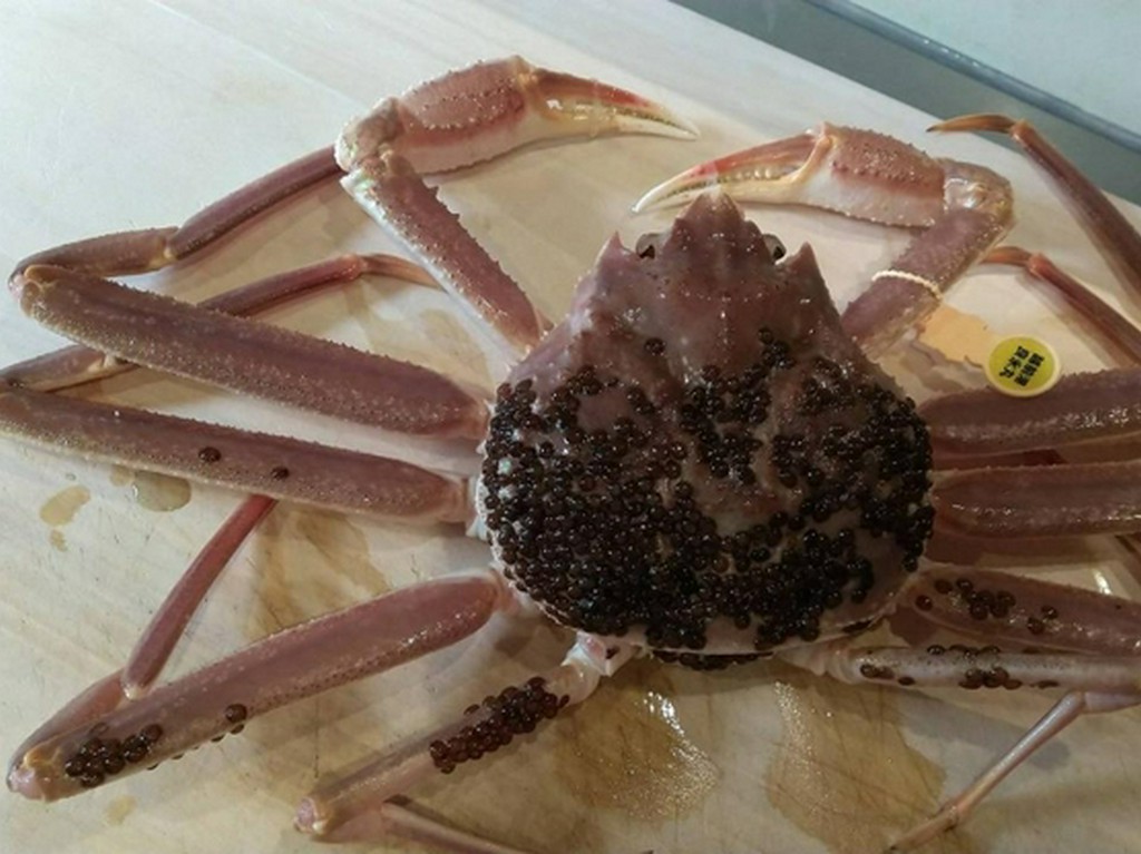 おまかせコース19800円～