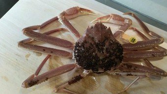 おまかせコース19800円～