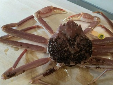 おまかせコース19800円～