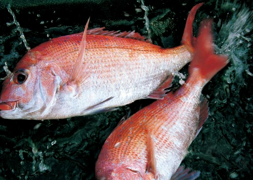 「鯛のお造り」 各コース