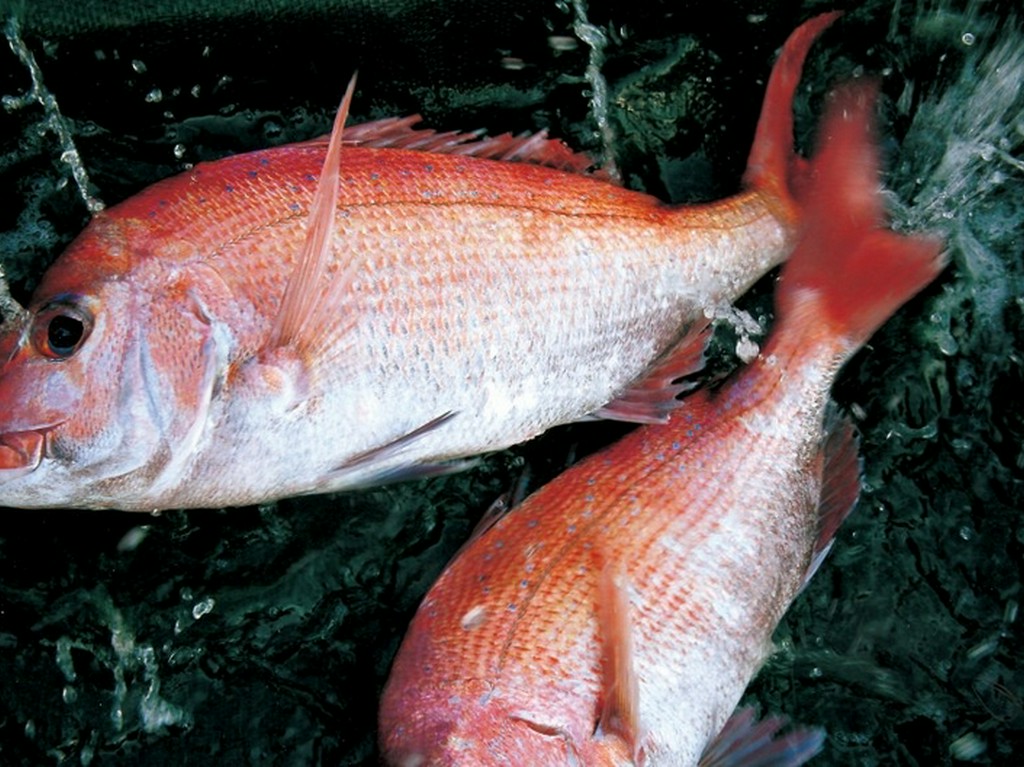 「鯛のお造り」　各コース