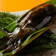 画像は一例、三崎直送の活イカ。三崎、網代、大分などから仕入れた鮮魚が中心に使われています。できる限り活魚にこだわり、近郊へは高村氏自ら足を運び買い付けています。