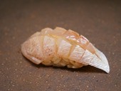 目を、そして舌を楽しませる『旬の鮨』