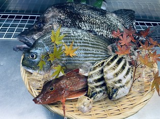 朝獲れの地魚