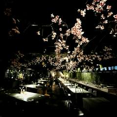 夜桜