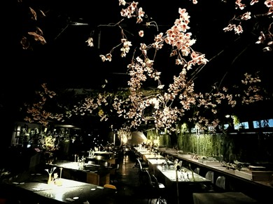 夜桜