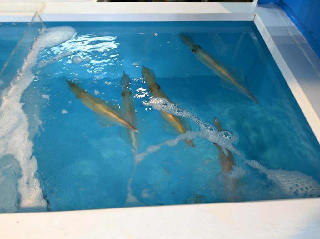 呼子のヤリイカ