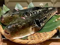 “冬の贅沢” ふぐを味わい尽くす、季節限定のコースでございます。ぜひこの機会にご賞味ください。