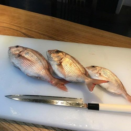 天草産天然真鯛