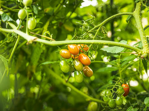 庭の土づくりから始めた。野菜だけでなくハーブや果物も育てる