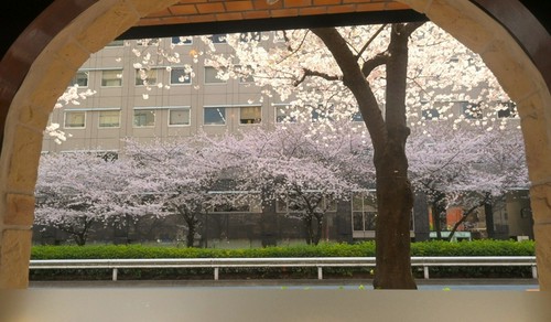 【お花見レストラン】窓際席から見る満開の桜