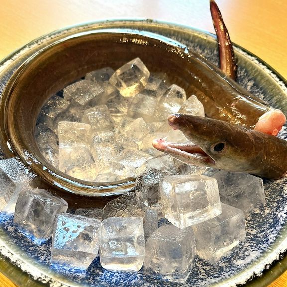夏の訪れを告げる味覚&mdash;&mdash;鱧（はも）