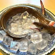 九州・大分。
活〆された鱧を丁寧に氷締めし、鮮度そのままにご提供。
鱧落としで涼やかに、炙りで香ばしく、天ぷらで贅沢に。