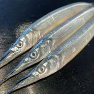 春を告げる魚｢さより｣
