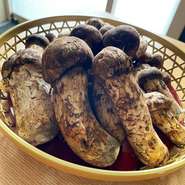 松茸(まつたけ)