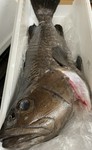 宮城県産。
鰈（かれい）の王様とも言われている高級魚になります。
・
カレイ類の中でも1番美味しいと呼び声が高い
«マツカワガレイ»