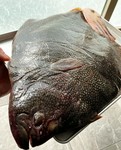 コースの焼き物を飾る炭火調理した本日の焼き魚。

写真／　大分県産　真はた　