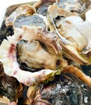 夏が旬の 島根県 隠岐 【岩牡蠣】
大きくてジューシーでぷりっぷりです。
旬の岩牡蠣をシンプルに生でご提供です！！
