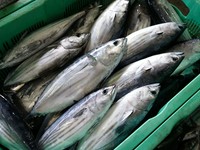 一本ずつ丁寧に釣り上げられたカツオが、海からまっすぐ店へ。
「獲れたてを届ける」という港の常識を、都市の酒場で再現。
生産者の情熱と技術を、料理を通じてお客様へお届けします。