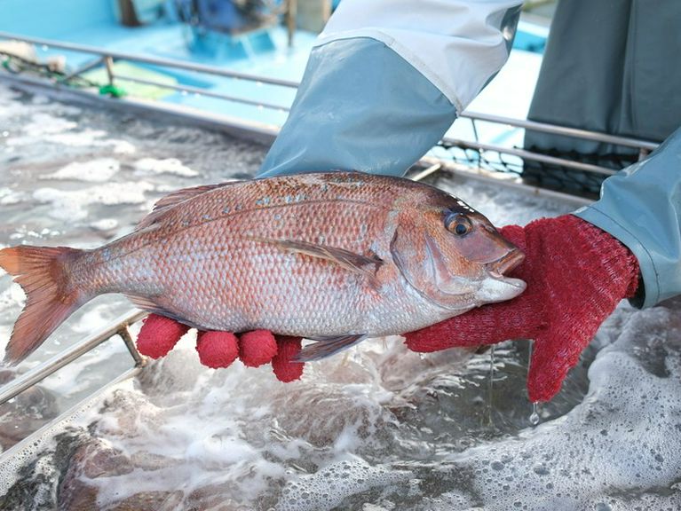 自然豊かな宿毛湾より直送！荒木さん家のブリ