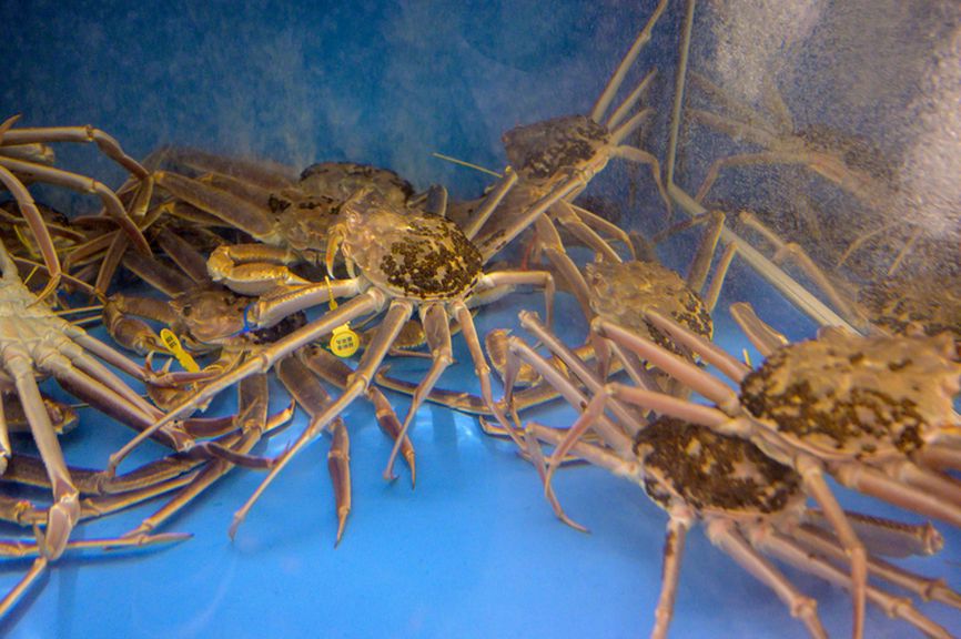 福井県の漁港で水揚げされる「越前蟹」を、お目当てに