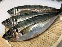 千葉県産鯵の刺身、たたき、なめろう