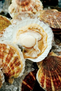  《迎旬》姫鱒 [6月11日(水)～]