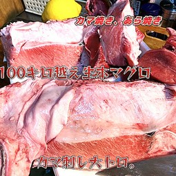 100キロ越えの、生本まぐろカマ下。