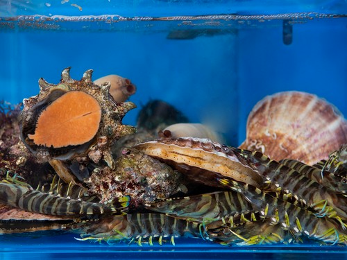 市場直送の新鮮な魚介類