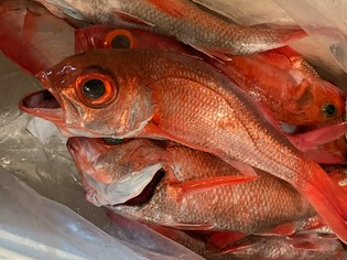 旨みを蓄えた季節の魚介類を厳選