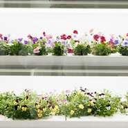 季節のクレープには、２階にある植物工場で養液栽培したエディブルフラワーを使用。ここでも「花のまち 鴻巣」の活性化に貢献したい思いが込められています。