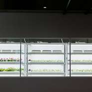 Bista Cafe2階の植物工場でエディブルフラワーを養液栽培しています。