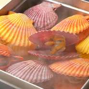 天草（崎津港）で水揚げされた彩り豊かなヒオウギ貝です。味も見た目もホタテの旦那には負けませんぜ。