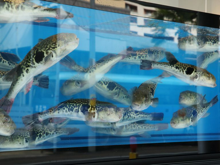国産ふぐで最高級と言われる「とらふぐ」のみを入荷