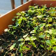 地中海料理に欠かせない食材の一つが「ハーブ」。料理のアクセントに摘みたてのハーブは欠かせません。【comodo】では、「自家製ハーブ」を育てて使用しています。