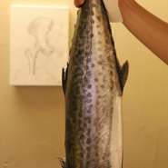 オーナーの渡邊さんは、豊かな海が広がる宮城県石巻の出身。故郷への愛とリスペクトから、使用する食材も自然と魚介や野菜が中心になるとか。素材の持ち味を引き立てる料理は、幅広い世代から支持を集めています。