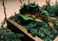 素材の旨みを存分に味わえる『鮎の骨焼きと肝』