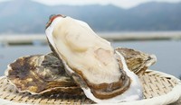 その時期もっとも美味しい産地から届く漁師直結のこだわり牡蠣
※詳しくは店舗のおすすめにて