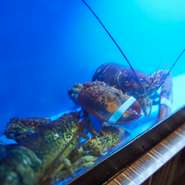 海産物が並ぶいけすが印象的なラグジュアリーな空間は、特別な日にふさわしい素敵な鉄板焼店。〆の逸品にもこだわりが光り、『ガーリックライス』のほか、身近な『焼きそば』や『お好み焼き』も選べます。