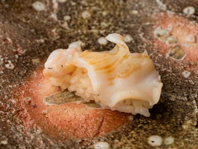 富山湾の深海が育む貝の香りと食感が輝く『越中バイ貝の握り』