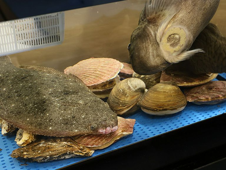 活きた魚介を調理することで、食材本来の風味とおいしさを実感