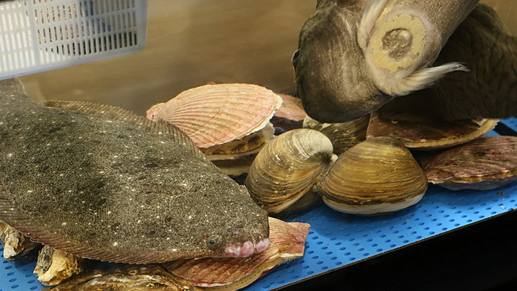 活きた魚介を調理することで、食材本来の風味とおいしさを実感