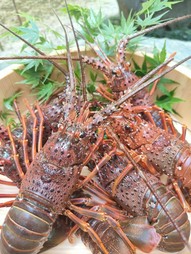 活け伊勢エビ姿