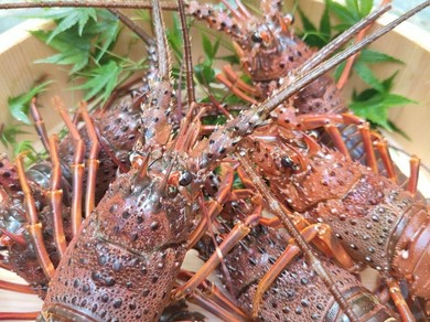 活け伊勢エビ姿