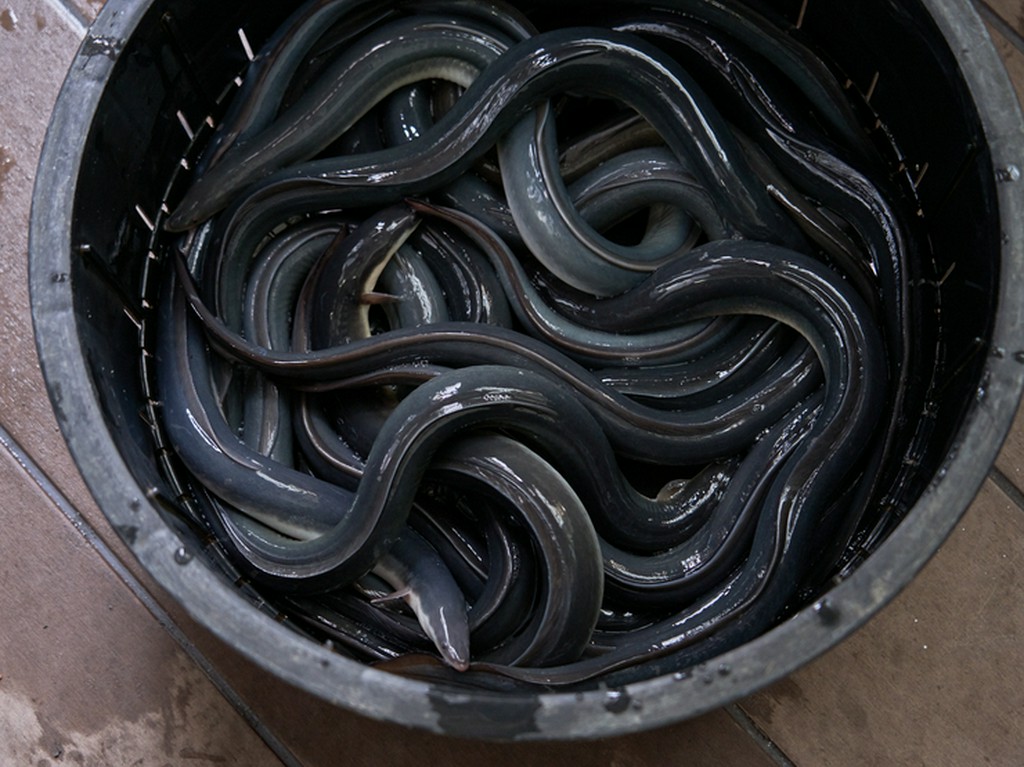 良質をリーズナブルに。愛知・三河一色より仕入れた「鰻」