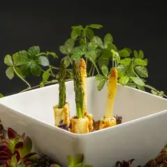 『北海道産ホワイトアスパラとグリーンアスパラのパートフィユテ焼き　チョコレートと赤味噌のクランブル』