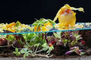 『北海道産トマト　蟹とアボカドのファルス春野菜春の香草風味』