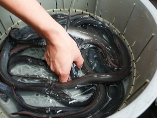 日本が誇る食材、品質を極めた鰻と和牛